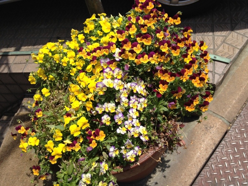 20130520-105224.jpg