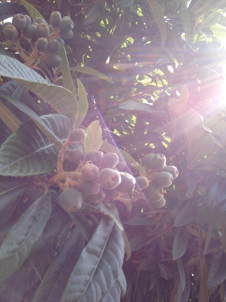 20130520-105319.jpg