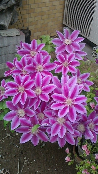 20130520-105604.jpg