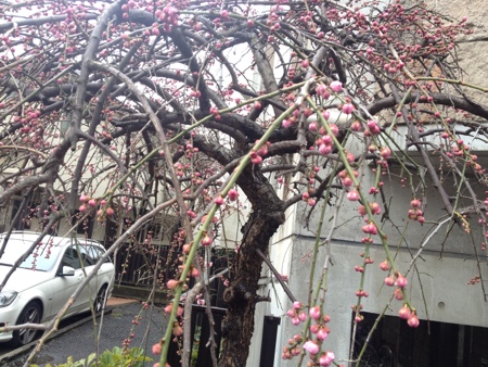 20150305-103456.jpg
