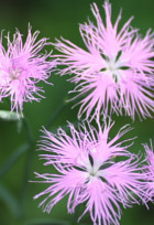 中目黒ピラティス＆マスターストレッチスタジオ arancia （アランチャ）